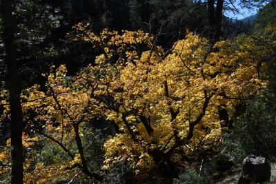 DSC_6451 (Large).JPG